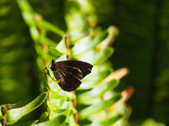 Panyapedaliodes drymaea