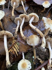 Inocybe geophylla
