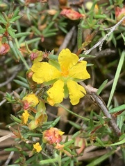 Hibbertia exutiacies