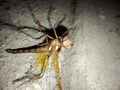 Sympetrum illotum
