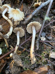 Inocybe geophylla