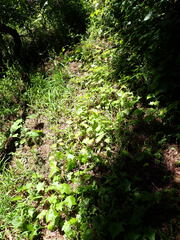 Delairea odorata