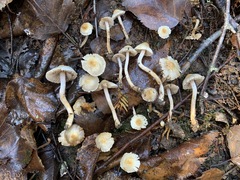 Inocybe geophylla