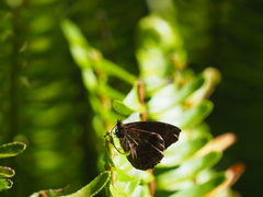 Panyapedaliodes drymaea