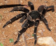 Acanthoscurria juruenicola