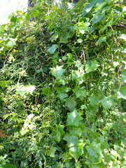 Delairea odorata