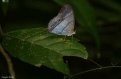 Archeuptychia cluena