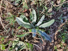 Cynoglossum cheirifolium