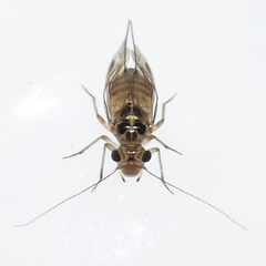 Blastopsocus lithinus