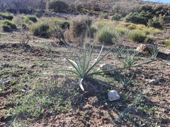 Asphodelus ramosus