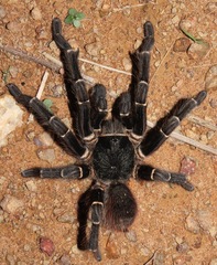 Acanthoscurria juruenicola