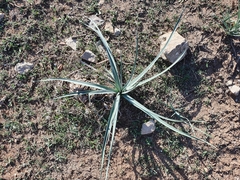Asphodelus ramosus