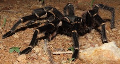 Acanthoscurria juruenicola