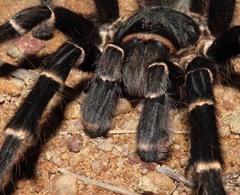 Acanthoscurria juruenicola