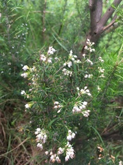 Ericaceae