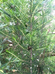 Ericaceae