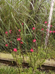Stachytarpheta mutabilis