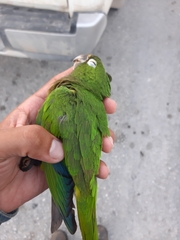 Eupsittula nana