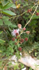Mimosa velloziana