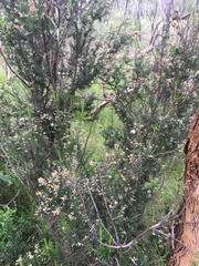 Ericaceae