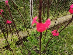 Stachytarpheta mutabilis