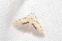Argyractis
