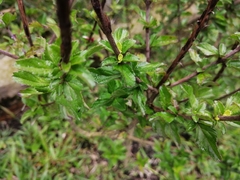 Stachytarpheta mutabilis