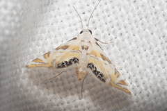Argyractis