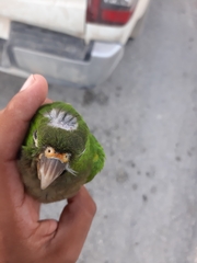 Eupsittula nana