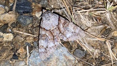 Catocala jonasii