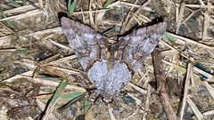 Catocala jonasii