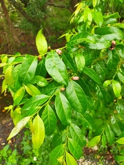 Glochidion ferdinandi