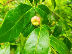 Glochidion ferdinandi