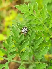 Zygogramma bicolorata