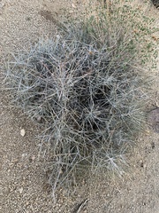 Ephedra nevadensis
