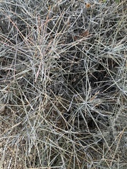 Ephedra nevadensis