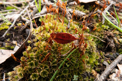 Rosulabryum