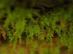 Tetraphis pellucida