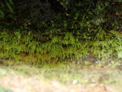 Tetraphis pellucida