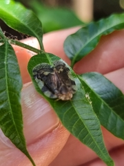 Scolypopa australis