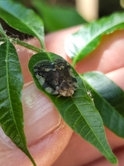 Scolypopa australis