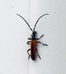 Stenoderus suturalis