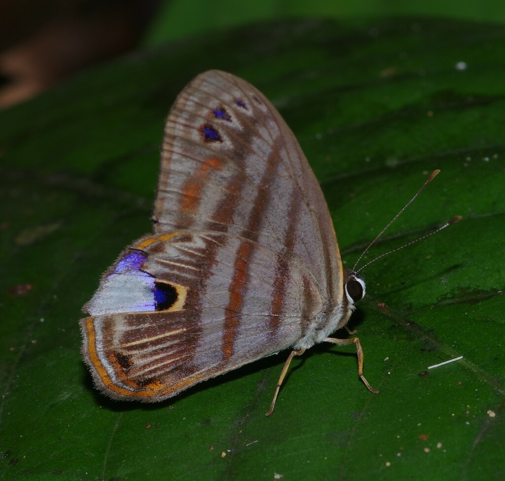 Euselasia phedica