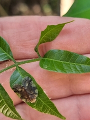Scolypopa australis
