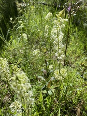 Stackhousia monogyna