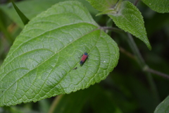 Cardioscarta flavifrons