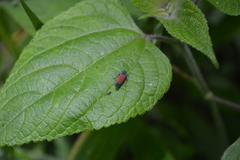 Cardioscarta flavifrons