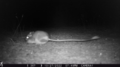 Dipodomys californicus