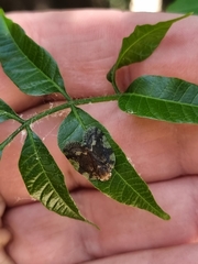 Scolypopa australis