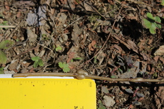 Euhexomyza schineri